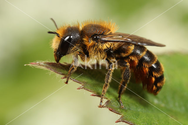 Kauwende metselbij (Osmia leaiana)