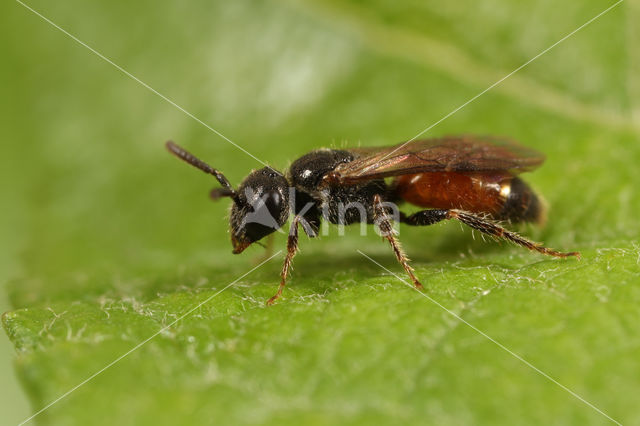 Kleine spitstandbloedbij (Sphecodes longulus)