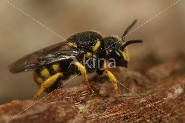 Gele tubebij (Stelis signata)