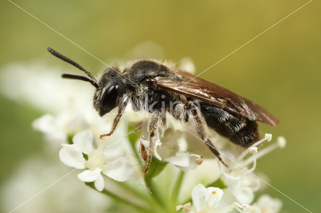 Witkopdwergzandbij (Andrena subopaca)