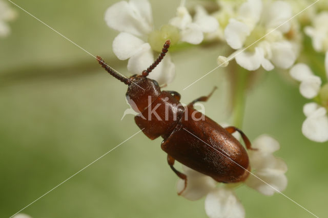 Antherophagus similis