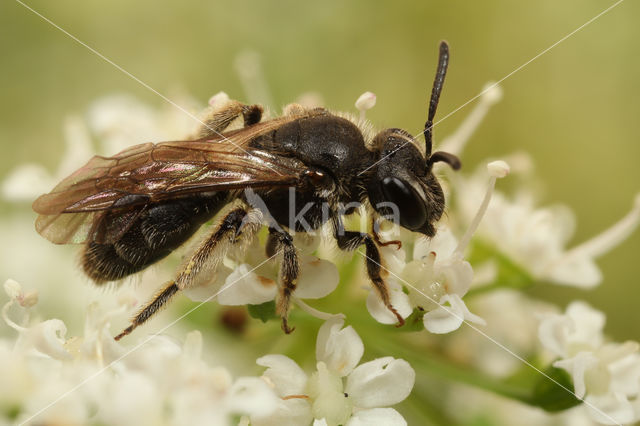 Witkopdwergzandbij (Andrena subopaca)