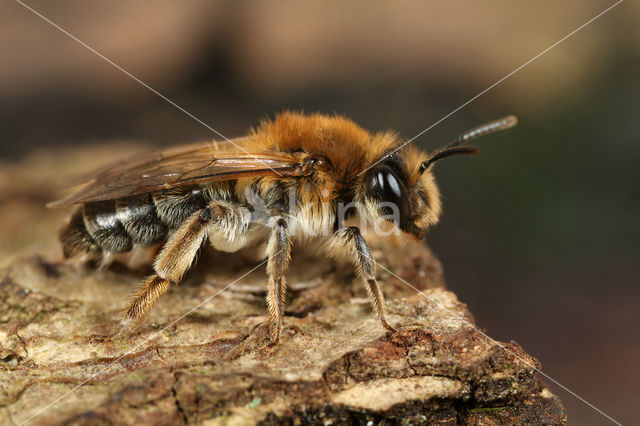 Lichte wilgenzandbij (Andrena mitis)