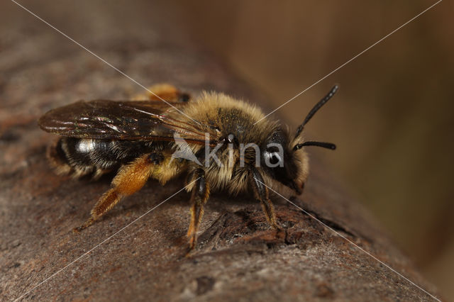 Roodscheen-zandbij (Andrena ruficrus)