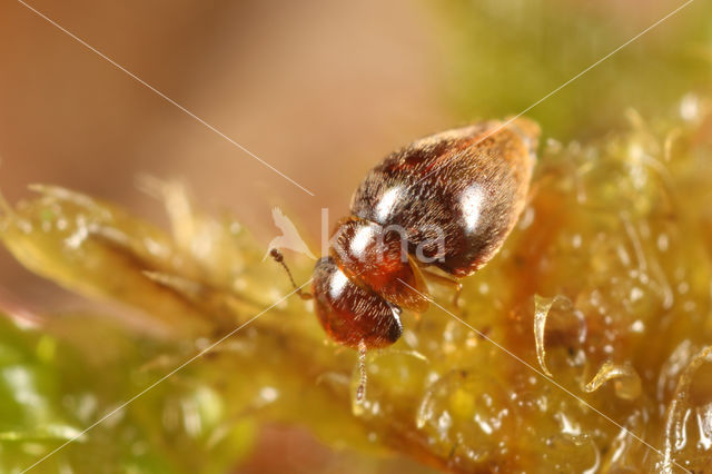 Calyptomerus dubius