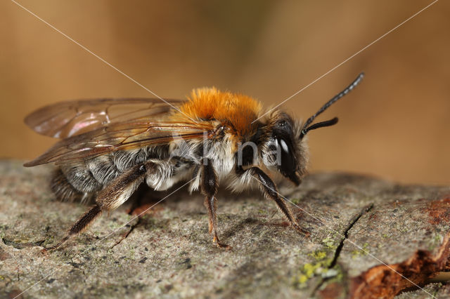 Breedrandzandbij (Andrena synadelpha)