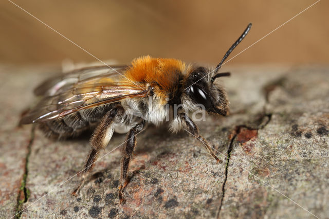 Breedrandzandbij (Andrena synadelpha)