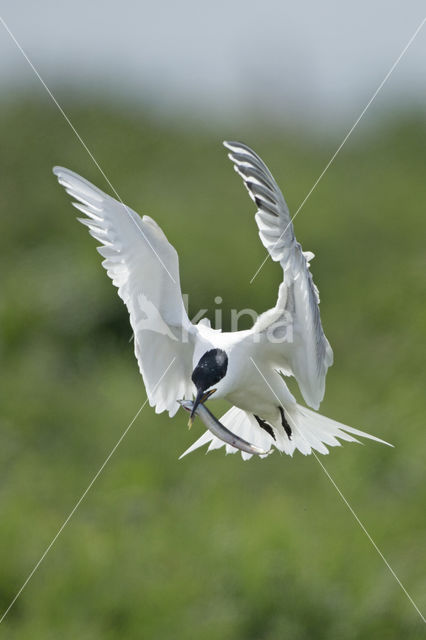 Grote Stern (Sterna sandvicencis)