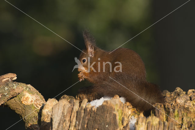 Eekhoorn (Sciurus vulgaris)