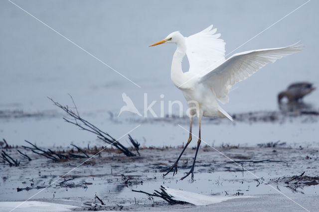 Grote Zilverreiger (Ardea alba)