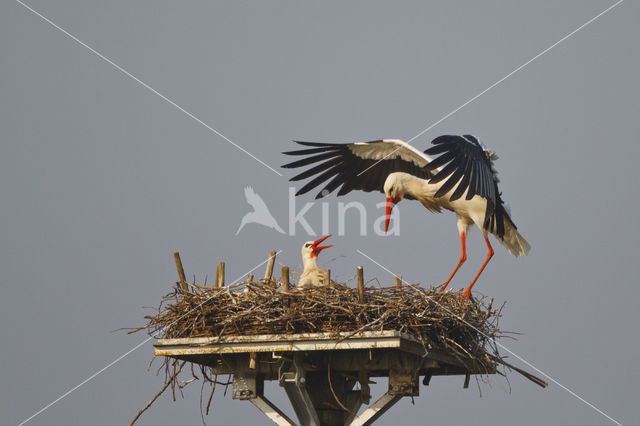 White Stork (Ciconia ciconia)