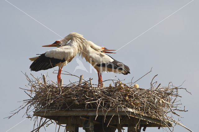 White Stork (Ciconia ciconia)