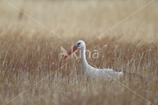 Ooievaar (Ciconia ciconia)