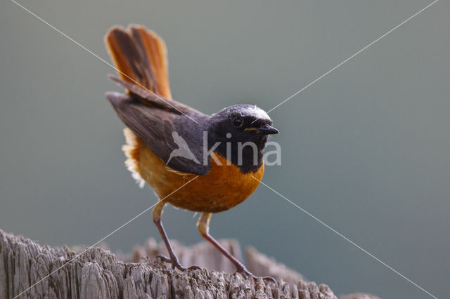 Gekraagde Roodstaart (Phoenicurus phoenicurus)