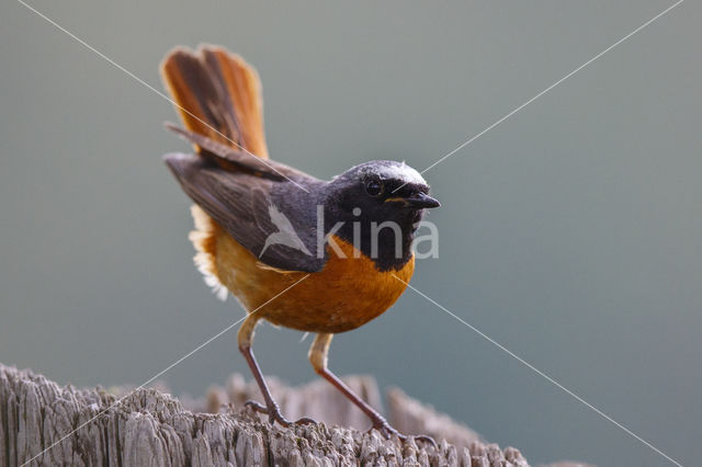 Gekraagde Roodstaart (Phoenicurus phoenicurus)