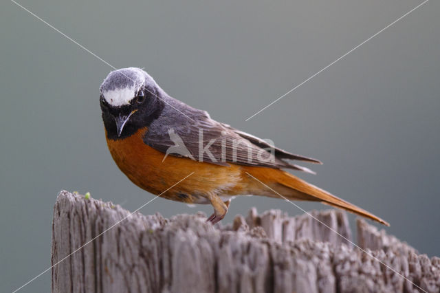 Gekraagde Roodstaart (Phoenicurus phoenicurus)