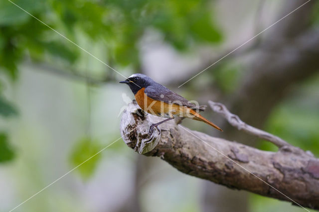 Gekraagde Roodstaart (Phoenicurus phoenicurus)