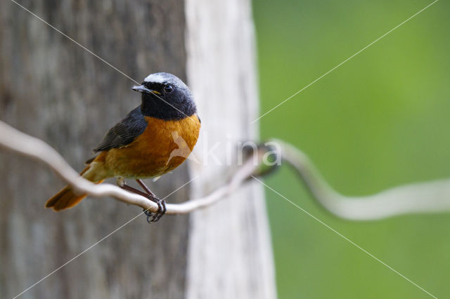 Gekraagde Roodstaart (Phoenicurus phoenicurus)