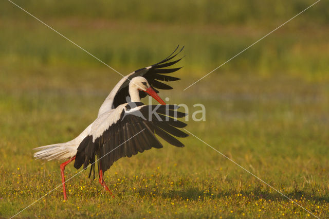 Ooievaar (Ciconia ciconia)