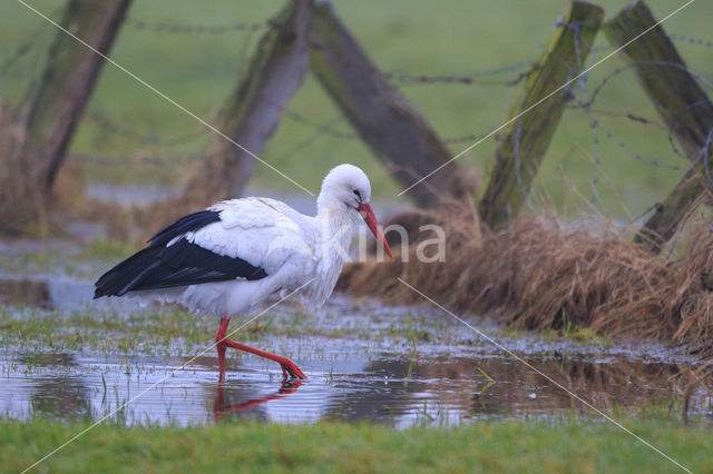 Ooievaar (Ciconia ciconia)