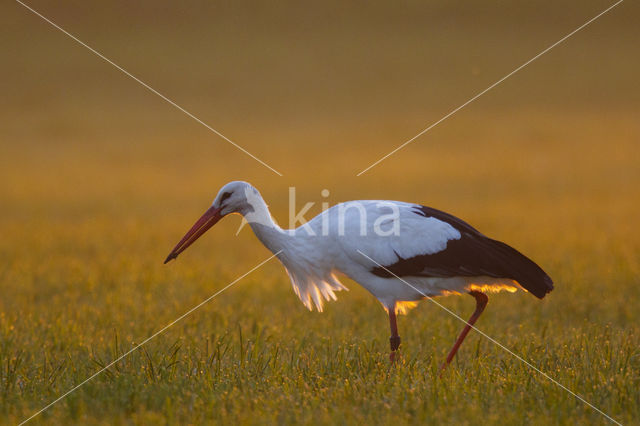 Ooievaar (Ciconia ciconia)