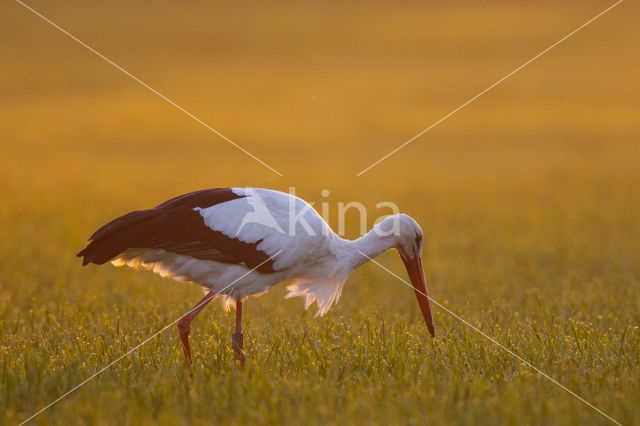 Ooievaar (Ciconia ciconia)