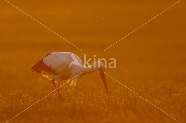 Ooievaar (Ciconia ciconia)