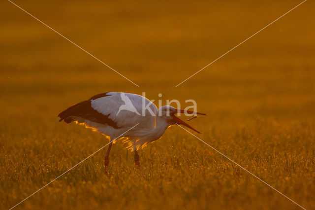 Ooievaar (Ciconia ciconia)