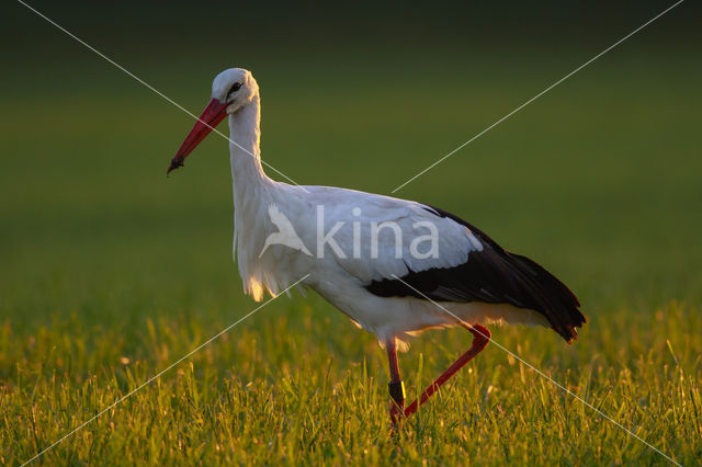 Ooievaar (Ciconia ciconia)