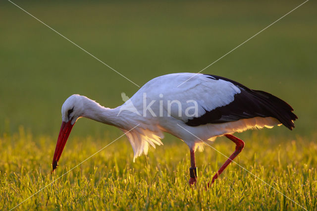 Ooievaar (Ciconia ciconia)