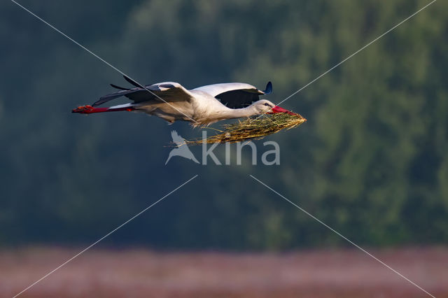 Ooievaar (Ciconia ciconia)