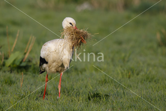 Ooievaar (Ciconia ciconia)