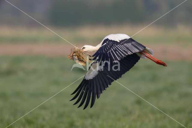 Ooievaar (Ciconia ciconia)