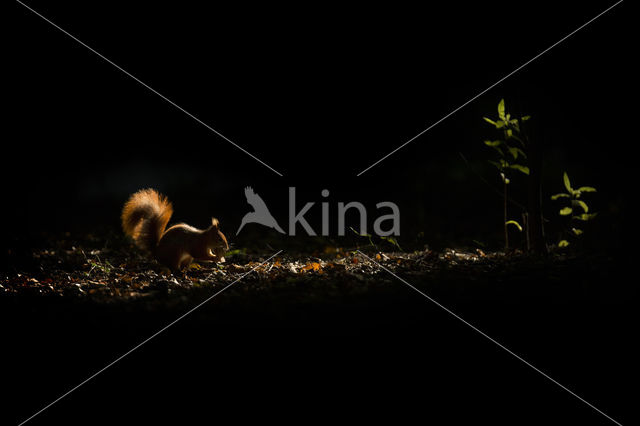 Red Squirrel (Sciurus vulgaris)