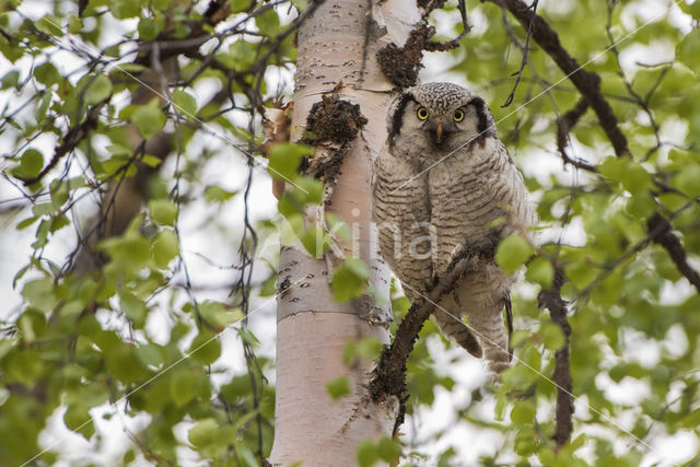 Northern Hawk Owl (Surnia ulula)