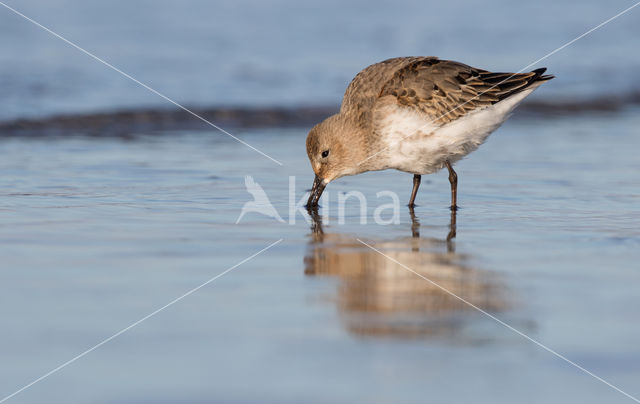 Bonte Strandloper (Calidris alpina)