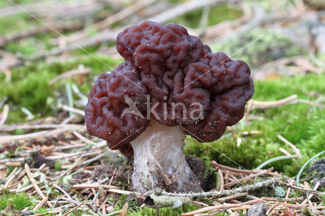 Voorjaarskluifzwam (Gyromitra esculenta)