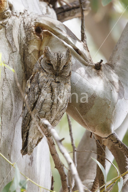 Dwergooruil (Otus scops)