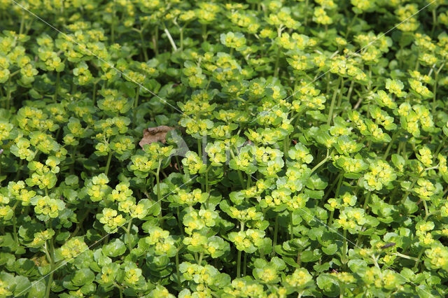 Verspreidbladig goudveil (Chrysosplenium alternifolium)