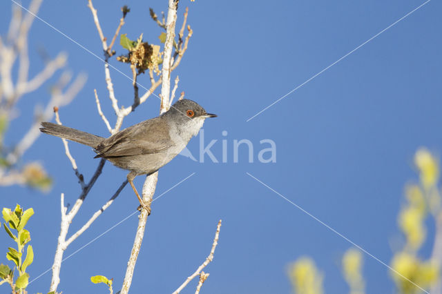 Kleine Zwartkop (Sylvia melanocephala)