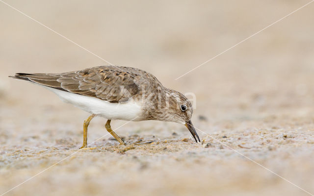 Temminck's Stint (Calidris temminckii)