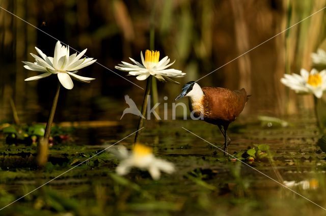 Afrikaanse Jacana