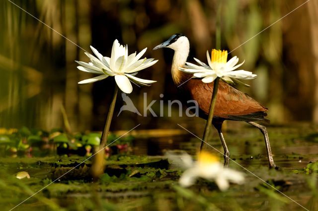 Afrikaanse Jacana