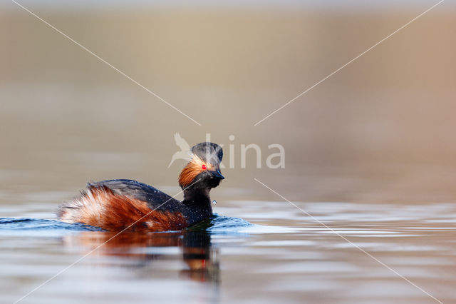 Geoorde Fuut (Podiceps nigricollis)