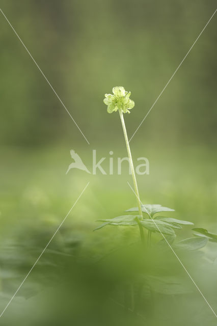 Muskuskruid (Adoxa moschatellina)