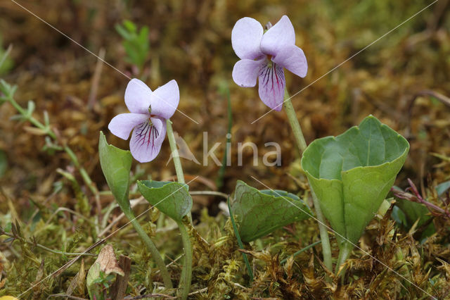 Moerasviooltje (Viola palustris)