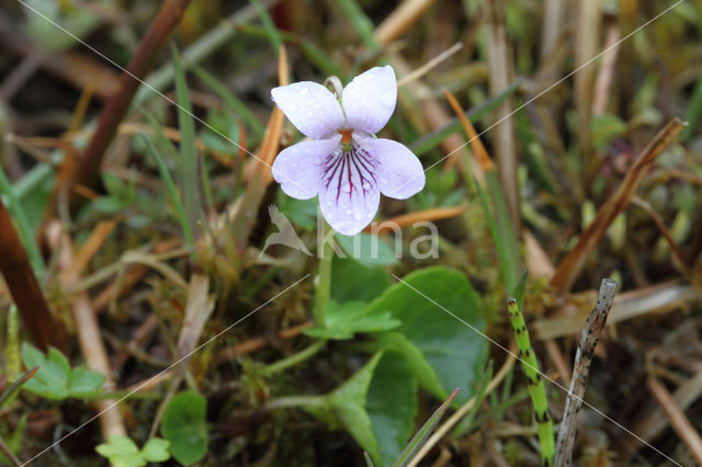 Moerasviooltje (Viola palustris)