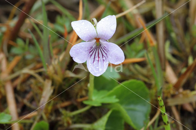 Marsh Violet (Viola palustris)