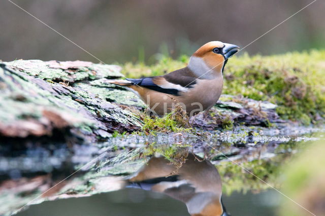 Appelvink (Coccothraustes spec.)