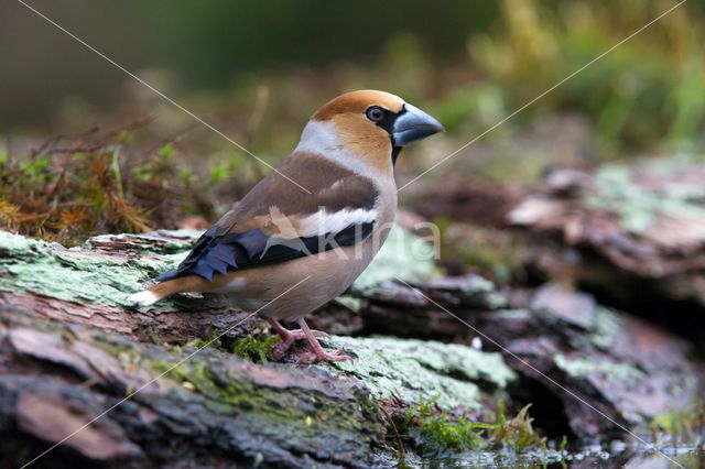 Appelvink (Coccothraustes spec.)